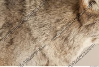 photo texture of fur 0016